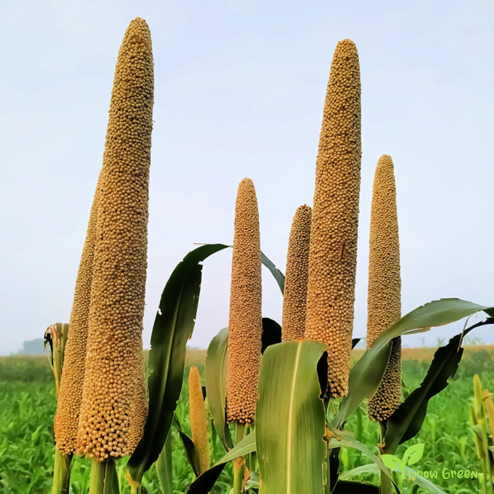 100 seeds of Pearl Millet - PENNISETUM GLAUCUM + GIFT 5 seeds Sunflower