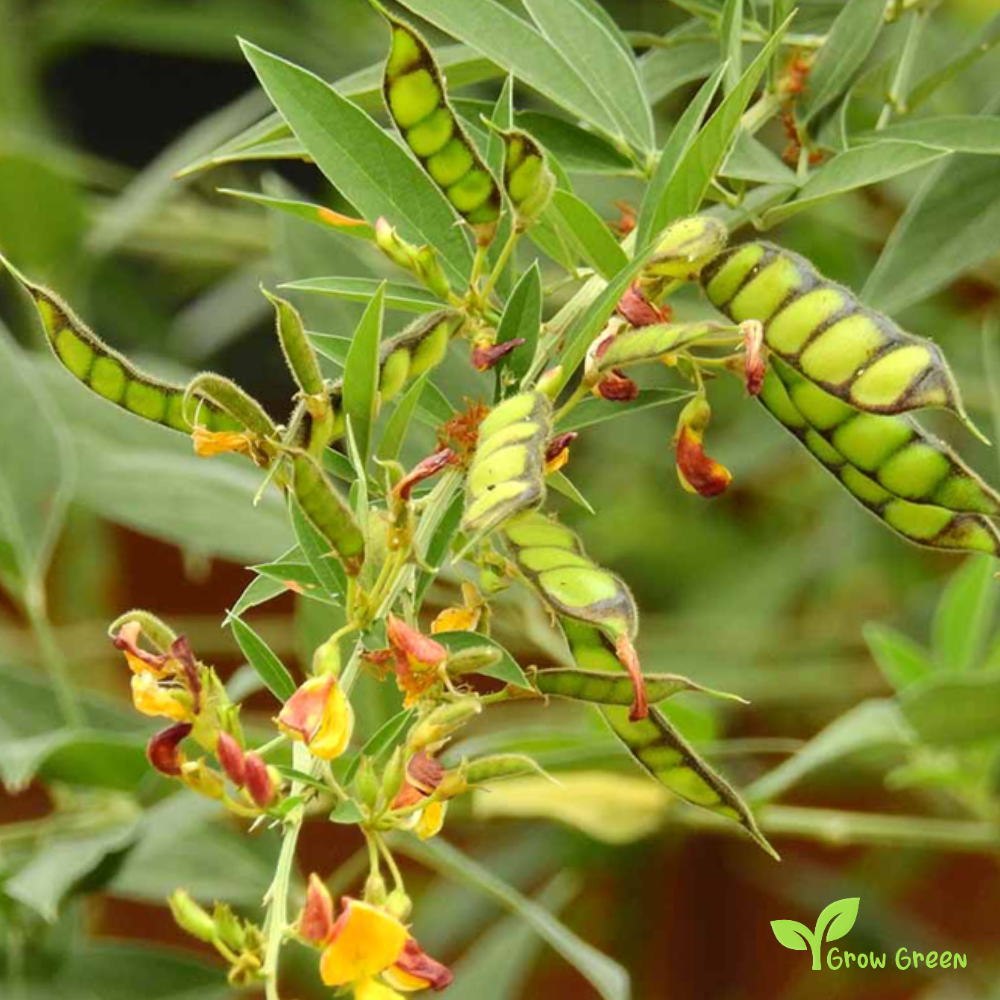 100 seeds of Pigeon Pea - CANJANUS CAJAN - Gungo Pea + GIFT 5 seeds Sunflower