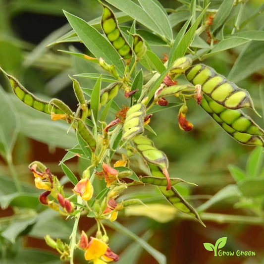 100 seeds of Pigeon Pea - CANJANUS CAJAN - Gungo Pea + GIFT 5 seeds Sunflower