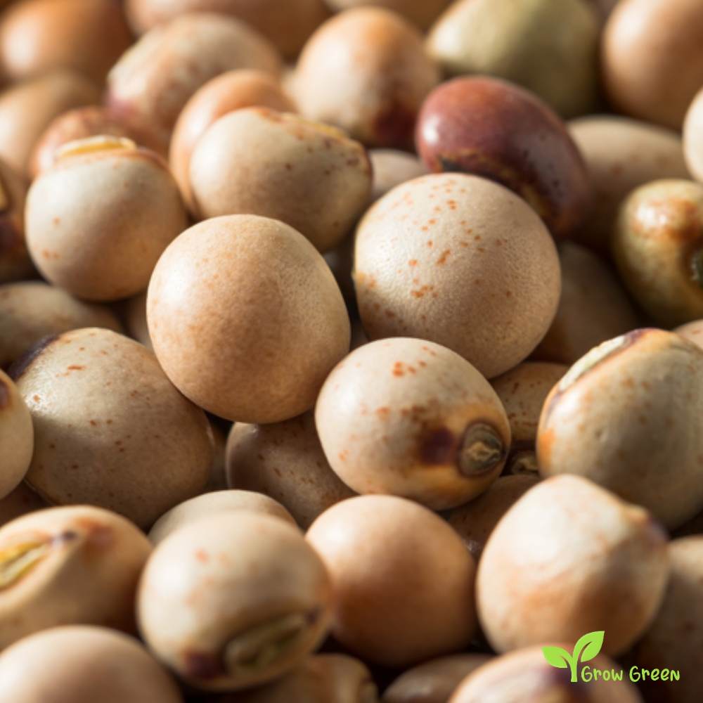 100 seeds of Pigeon Pea - CANJANUS CAJAN - Gungo Pea + GIFT 5 seeds Sunflower