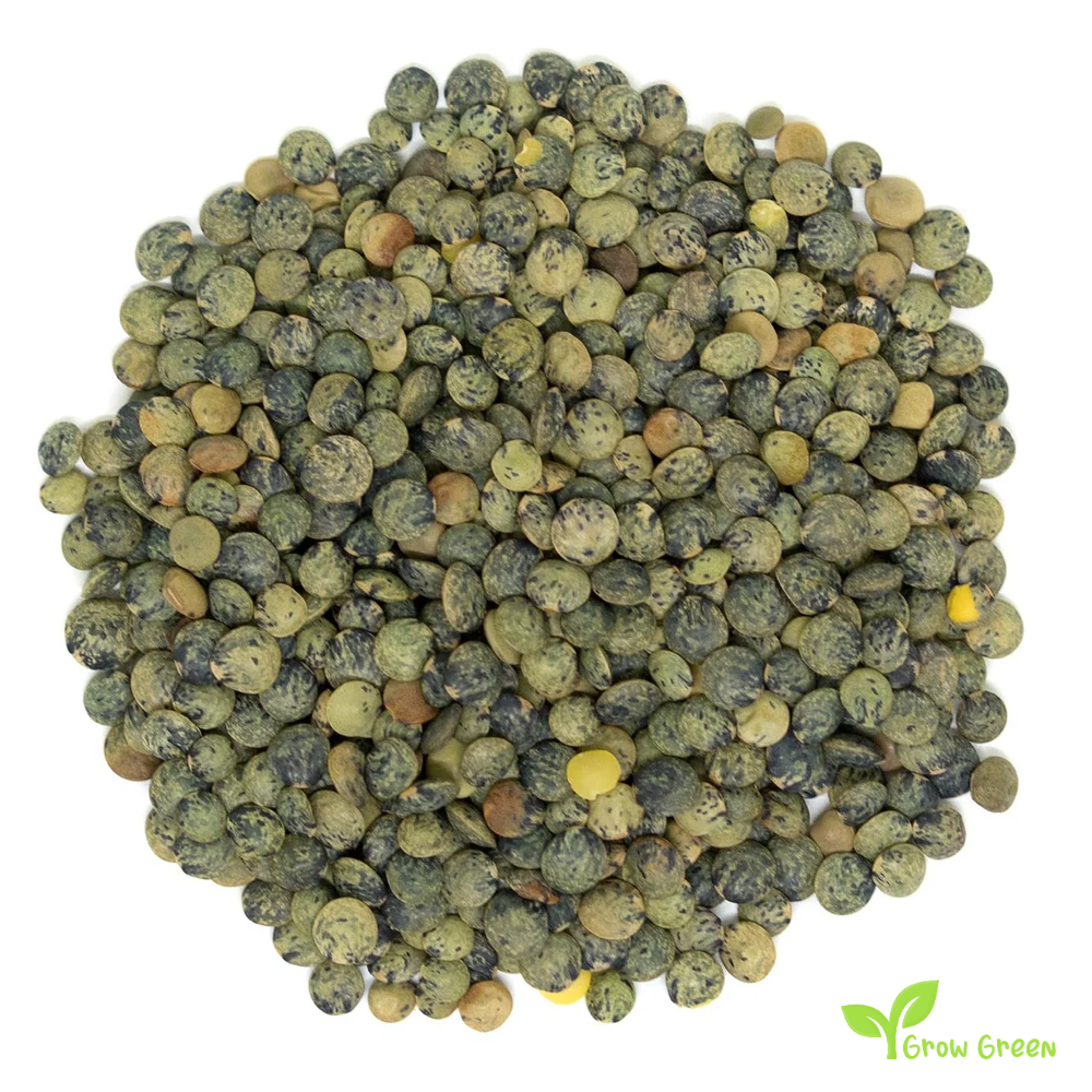 100 seeds of Puy Green Lentil - LENS CULINARIS - ESCULENTA + 5 seeds Sunflower