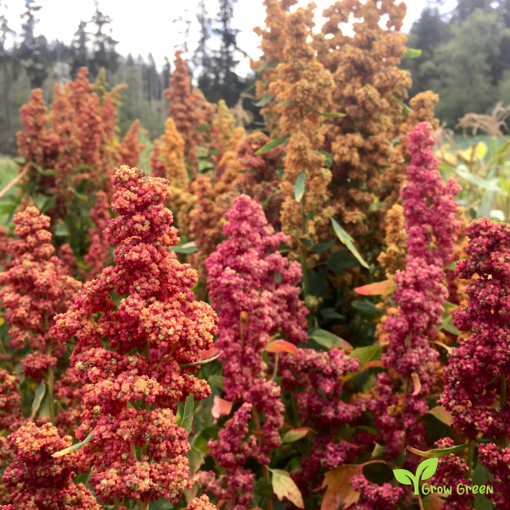 100 seeds of Red Quinoa - CHENOPODIUM QUINOA - Plus GIFT 5 seeds of Sunflower