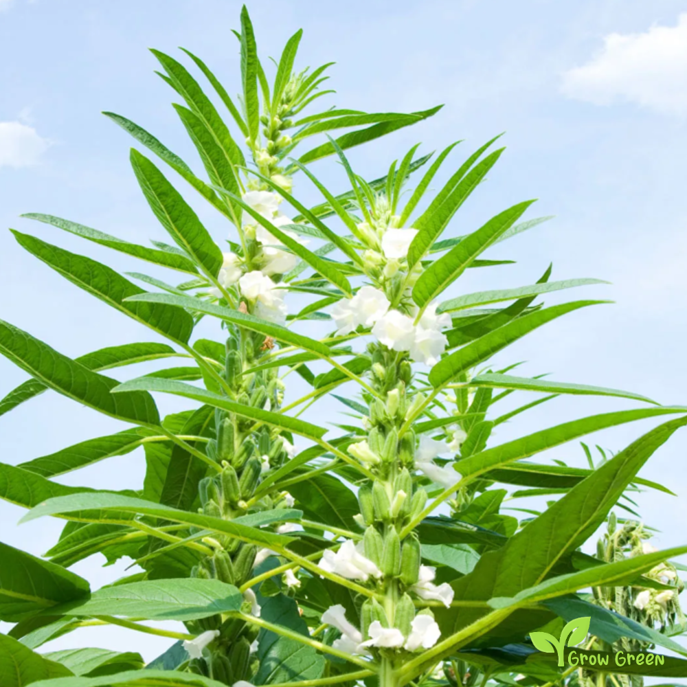 100 seeds of Sesame - SESAMUM INDICUM + GIFT 5 seeds Sunflower