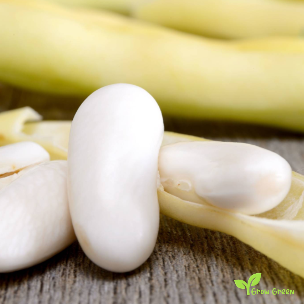 100 seeds of White Kidney Bean - PHASEOLUS VULGARIS + GIFT 5 seeds Sunflower