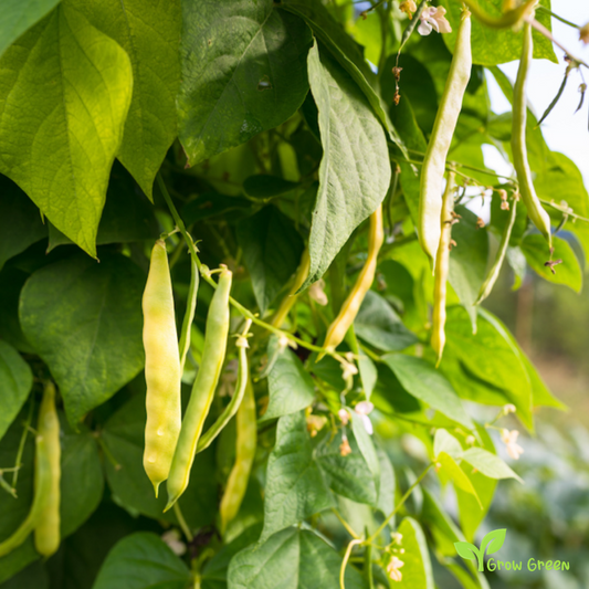 100 seeds of White Kidney Bean - PHASEOLUS VULGARIS + GIFT 5 seeds Sunflower