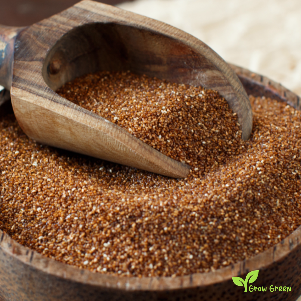 100 seeds of Teff - ERAGROSTIS TEF - Lovegrass Plus GIFT 5 seeds of Sunflower