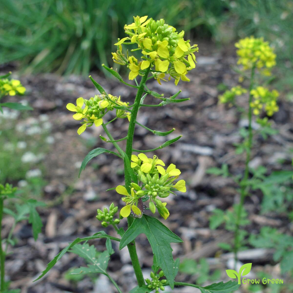 100 seeds of White Mustard - SINAPIS ALBA - Yellow Mustard + 5 seeds Sunflower