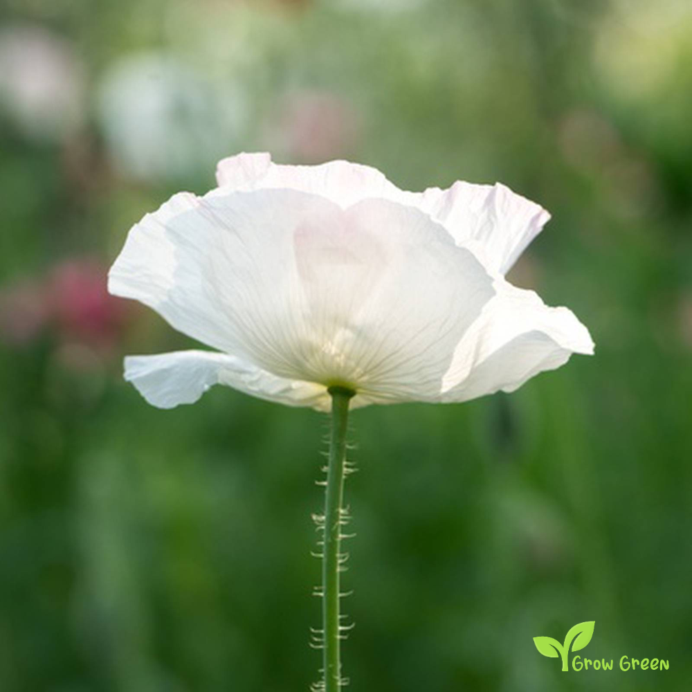 100 seeds of White Poppy - PAPAVER - Plus GIFT 5 seeds of Sunflower