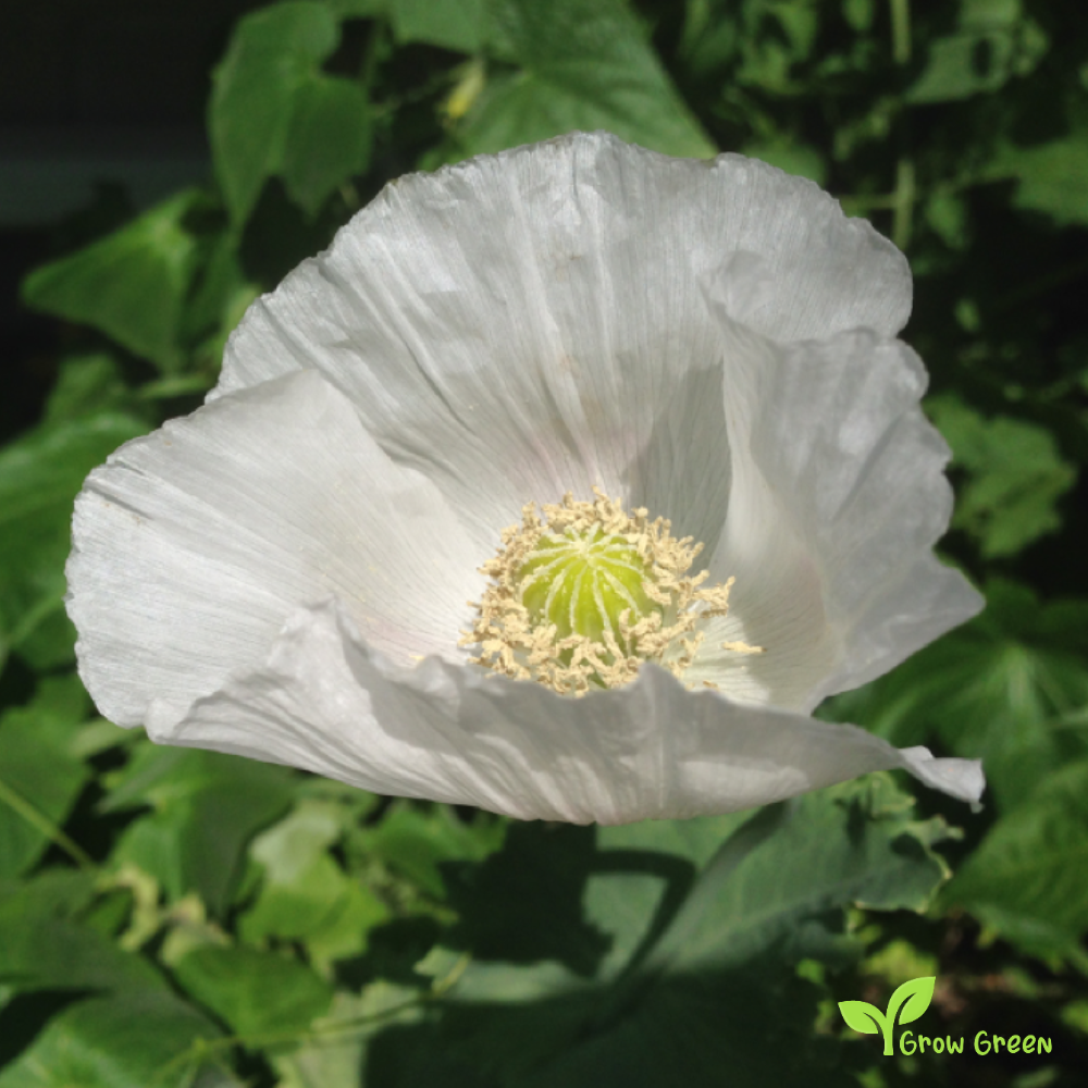 100 seeds of White Poppy - PAPAVER - Plus GIFT 5 seeds of Sunflower