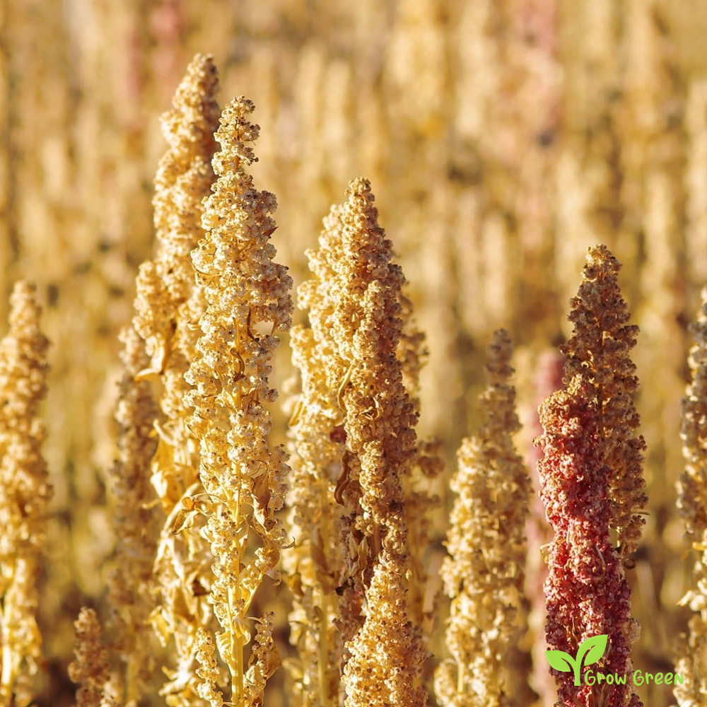 100 seeds of White Quinoa - CHENOPODIUM QUINOA - Plus GIFT 5 seeds of Sunflower