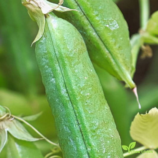 100 seeds of Yellow Pea - PISUM SATIVUM + 5 seeds Sunflower