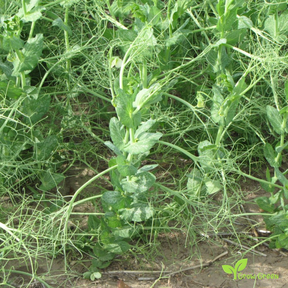 100 seeds of Yellow Pea - PISUM SATIVUM + 5 seeds Sunflower