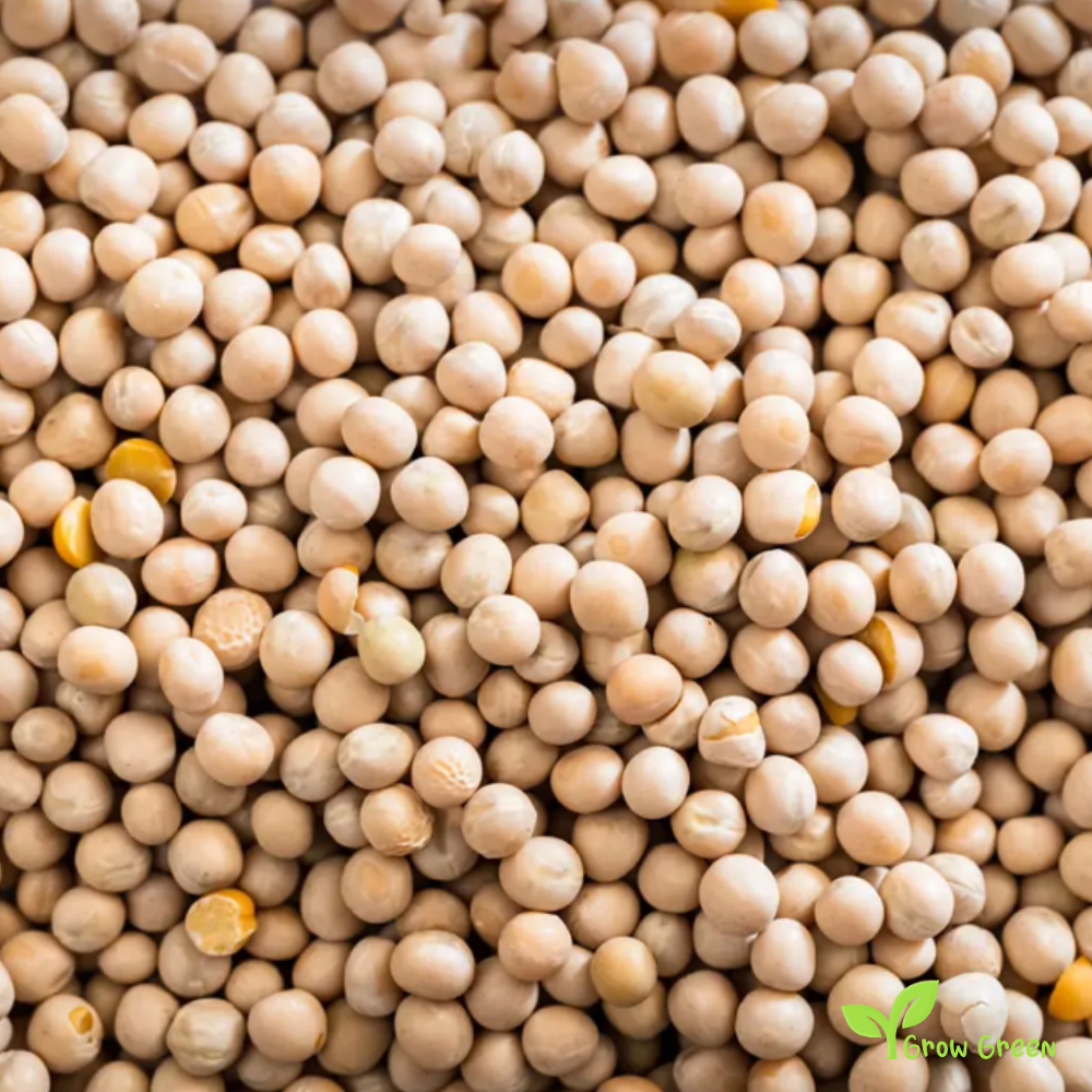 100 seeds of Yellow Pea - PISUM SATIVUM + 5 seeds Sunflower