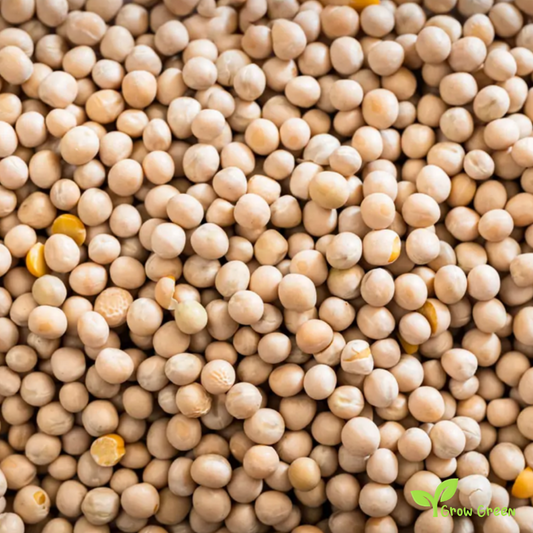 100 seeds of Yellow Pea - PISUM SATIVUM + 5 seeds Sunflower