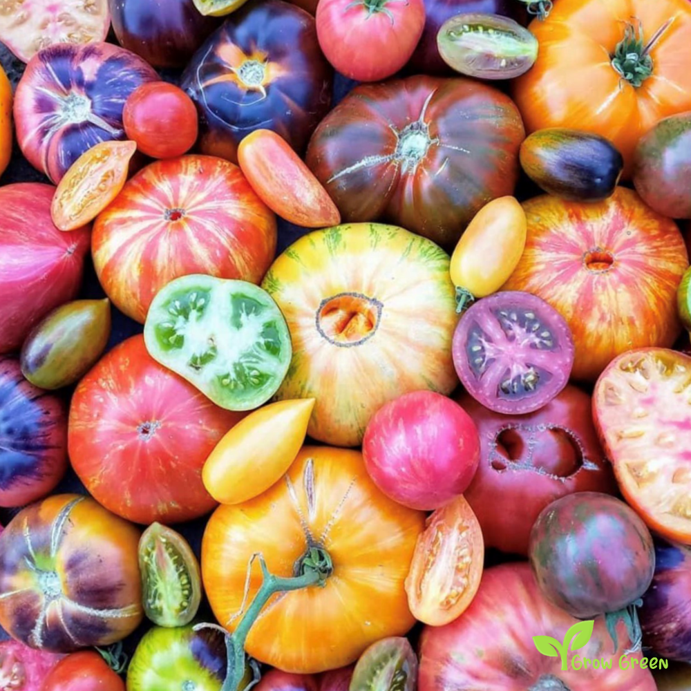 50 seeds Tomato Mixed Variety - SOLANUM LYCOPERSICUM + 5 seeds Sunflower