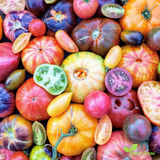 50 seeds Tomato Mixed Variety - SOLANUM LYCOPERSICUM + 5 seeds Sunflower