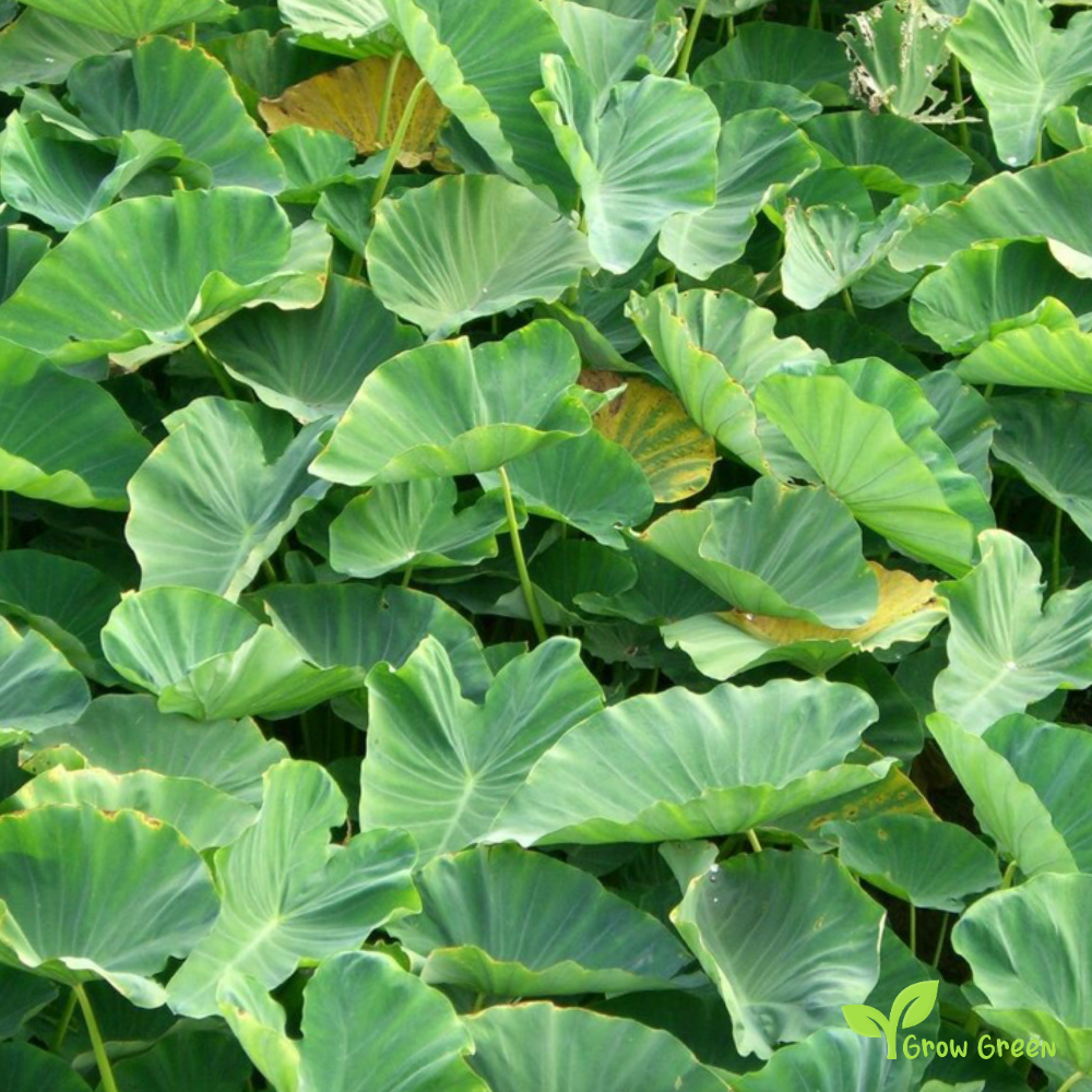 3 corm of Arvee - COLOCASIA ANTIQUORUM ESCULENTA - Arbi + 5 seeds of Sunflower