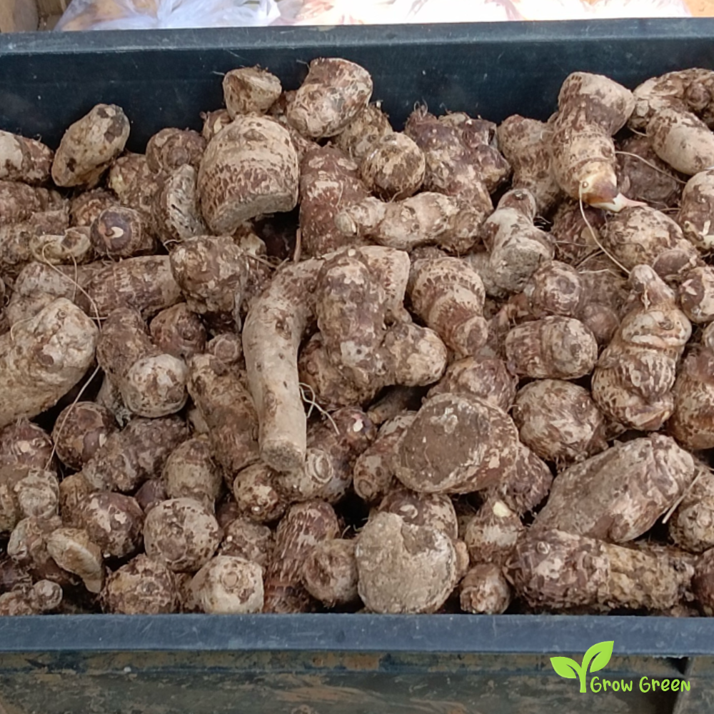 3 corm of Arvee - COLOCASIA ANTIQUORUM ESCULENTA - Arbi + 5 seeds of Sunflower