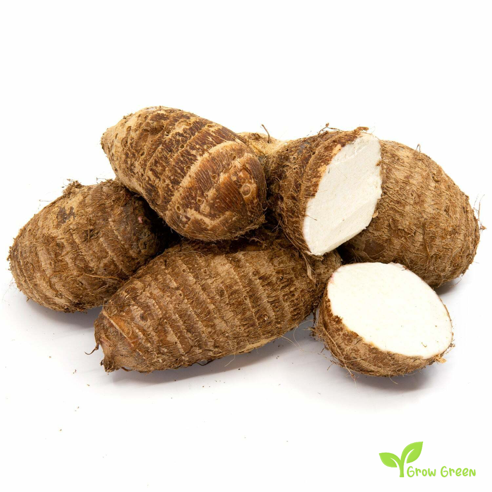 3 corm of Eddoe - COLOCASIA ANTIQUORUM ESCULENTA - Eddo + 5 seeds of Sunflower