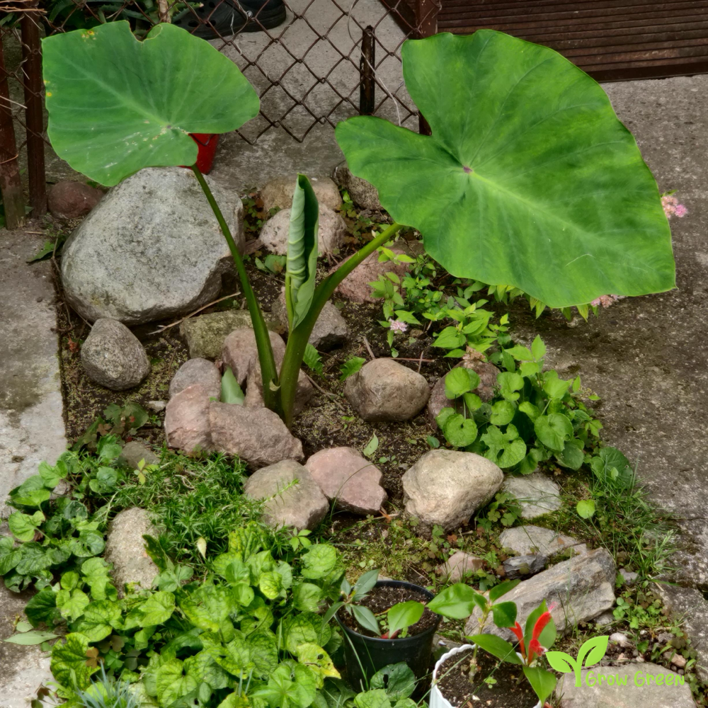 3 corm of Eddoe - COLOCASIA ANTIQUORUM ESCULENTA - Eddo + 5 seeds of Sunflower