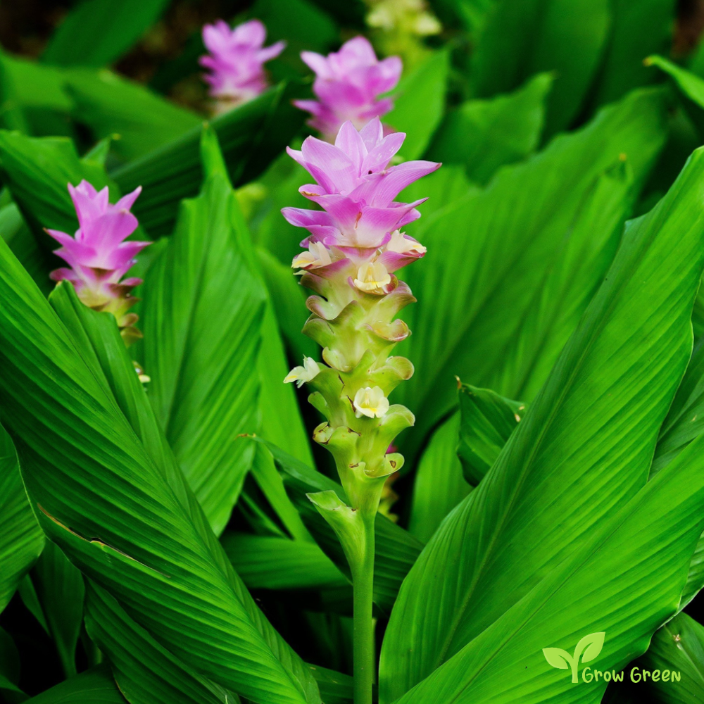 10cm tall Turmeric Plant - CURCUMA LONGA + GIFT 5 seeds of Sunflower