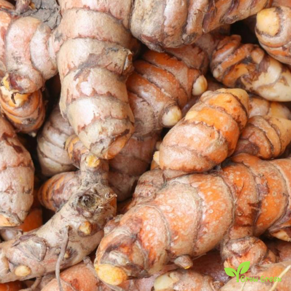 2 rhizome of Turmeric - CURCUMA LONGA + GIFT 5 seeds of Sunflower