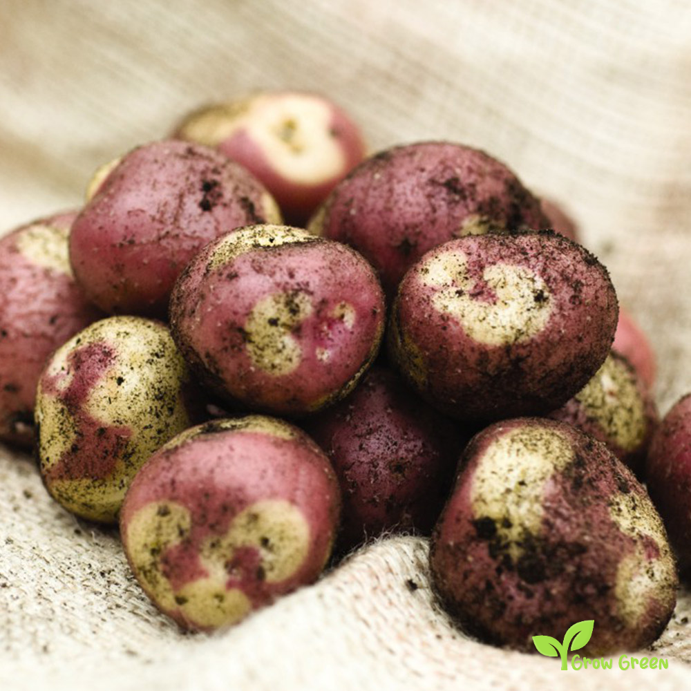 2 roots of Apache Potato - Solanum Tuberosum + GIFT 5 seeds Sunflower