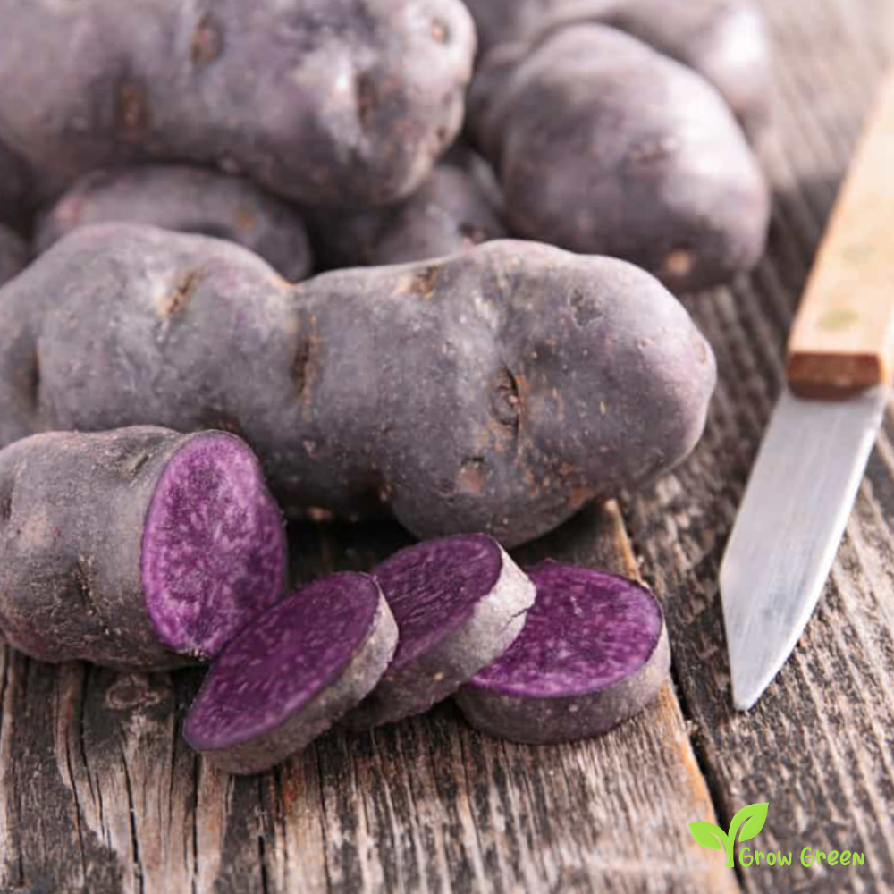 2 roots of Black Potato - SOLANUM TUBEROSUM + GIFT 5 seeds Sunflower