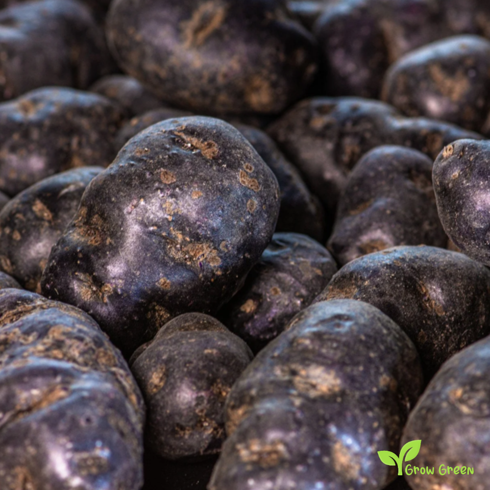 2 roots of Black Potato - SOLANUM TUBEROSUM + GIFT 5 seeds Sunflower