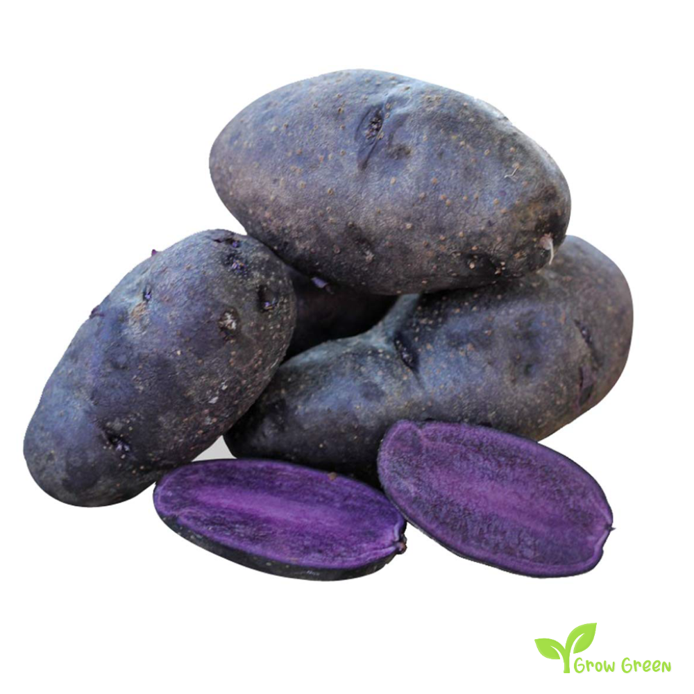 2 roots of Black Potato - SOLANUM TUBEROSUM + GIFT 5 seeds Sunflower