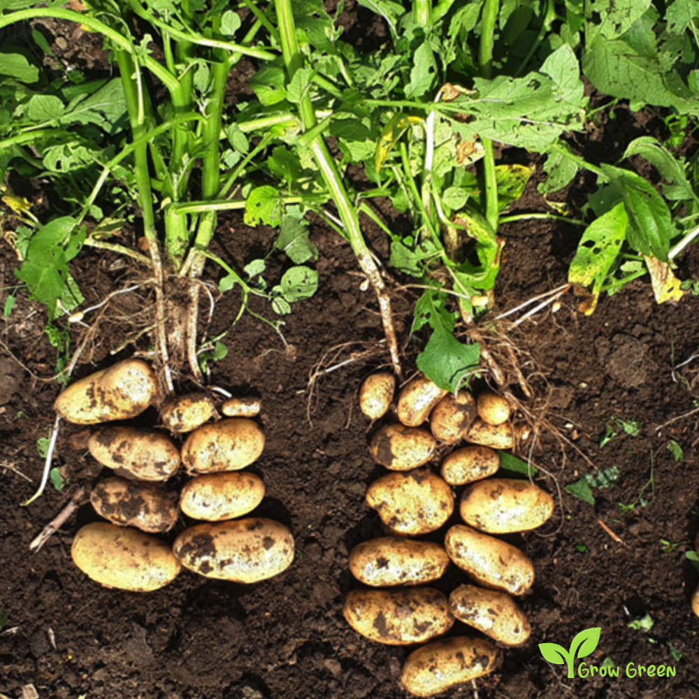 4 roots of Potato - Solanum Tuberosum + GIFT 5 seeds Sunflower