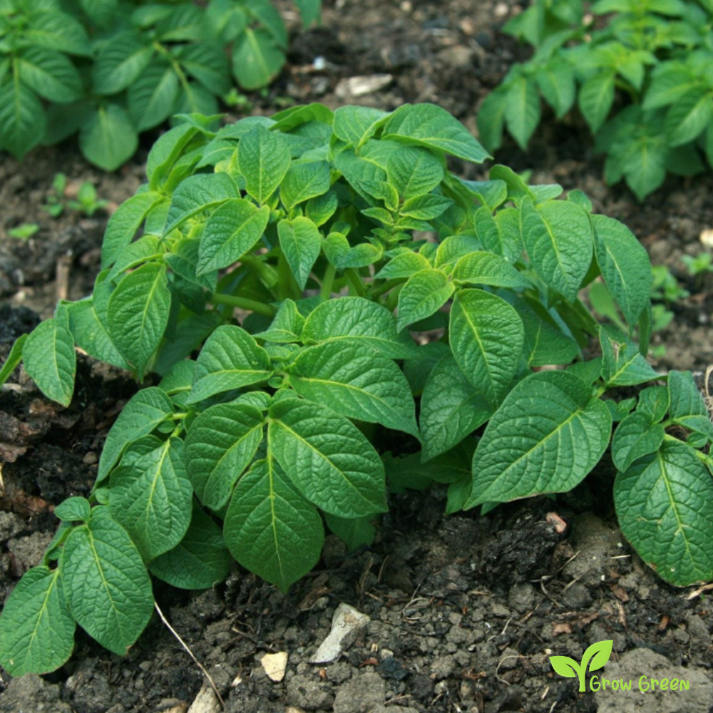4 roots of Potato - Solanum Tuberosum + GIFT 5 seeds Sunflower