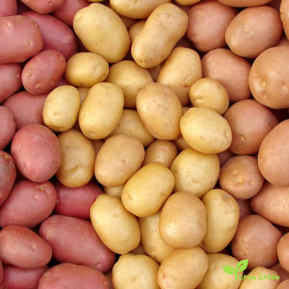 2 roots of Red Potato - SOLANUM TUBEROSUM + GIFT 5 seeds Sunflower