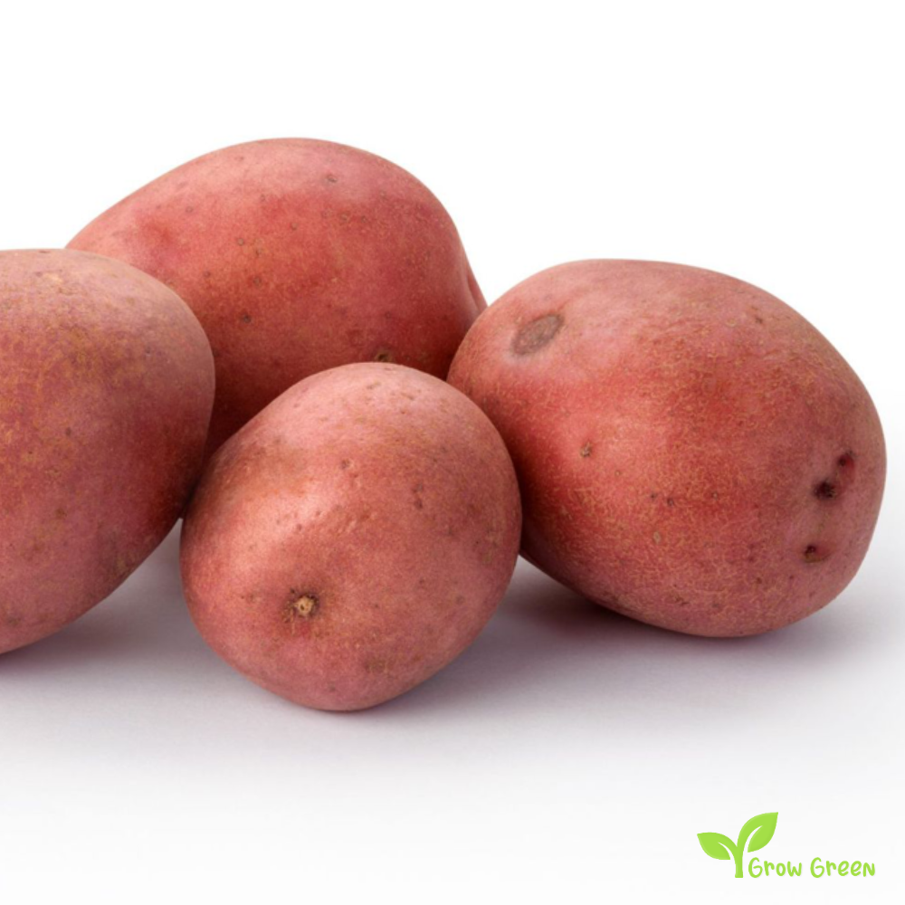 2 roots of Red Potato - SOLANUM TUBEROSUM + GIFT 5 seeds Sunflower
