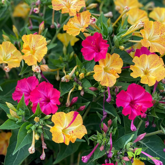 2 seeds of Marvel of Peru MIRABILIS JALAPA Four O'Clock Flower +5s. Sunflower