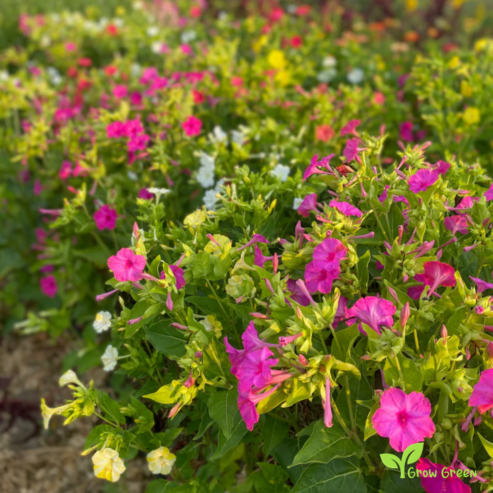 2 seeds of Marvel of Peru MIRABILIS JALAPA Four O'Clock Flower +5s. Sunflower