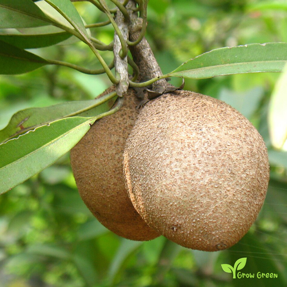 2 seeds of Sapodilla - MANILKARA ZAPOTA - Chikoo Sapota  GIFT 5 seeds Sunflower