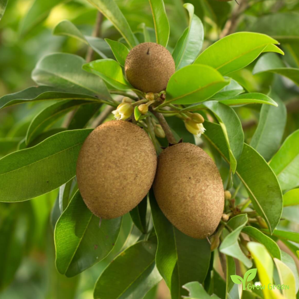 2 seeds of Sapodilla - MANILKARA ZAPOTA - Chikoo Sapota  GIFT 5 seeds Sunflower