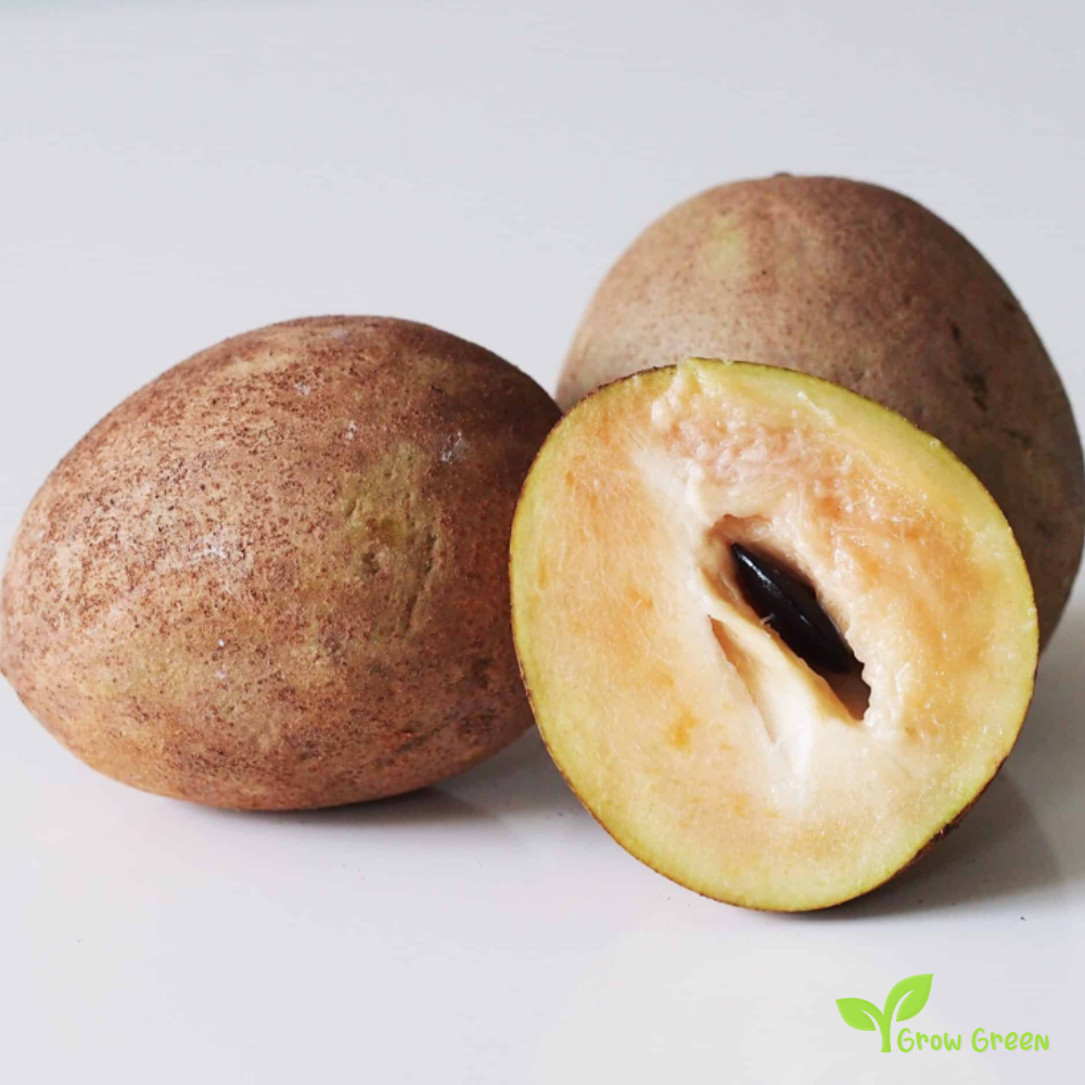 2 seeds of Sapodilla - MANILKARA ZAPOTA - Chikoo Sapota  GIFT 5 seeds Sunflower