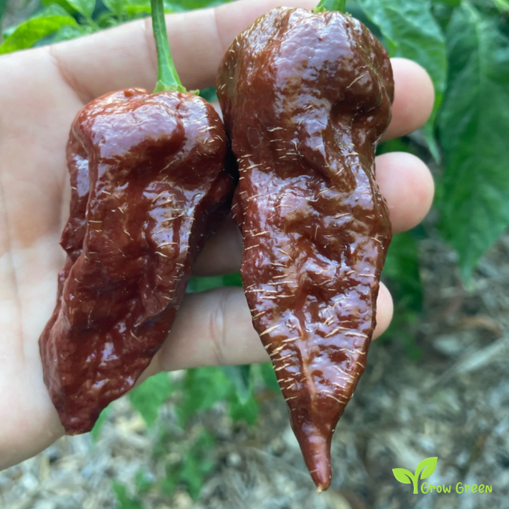 10 seeds Bhut Jolokia Chocolate Chilli - CAPSICUM CHINENESE - 5 seeds Sunflower