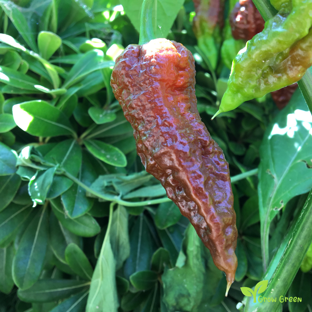 10 seeds Bhut Jolokia Chocolate Chilli - CAPSICUM CHINENESE - 5 seeds Sunflower