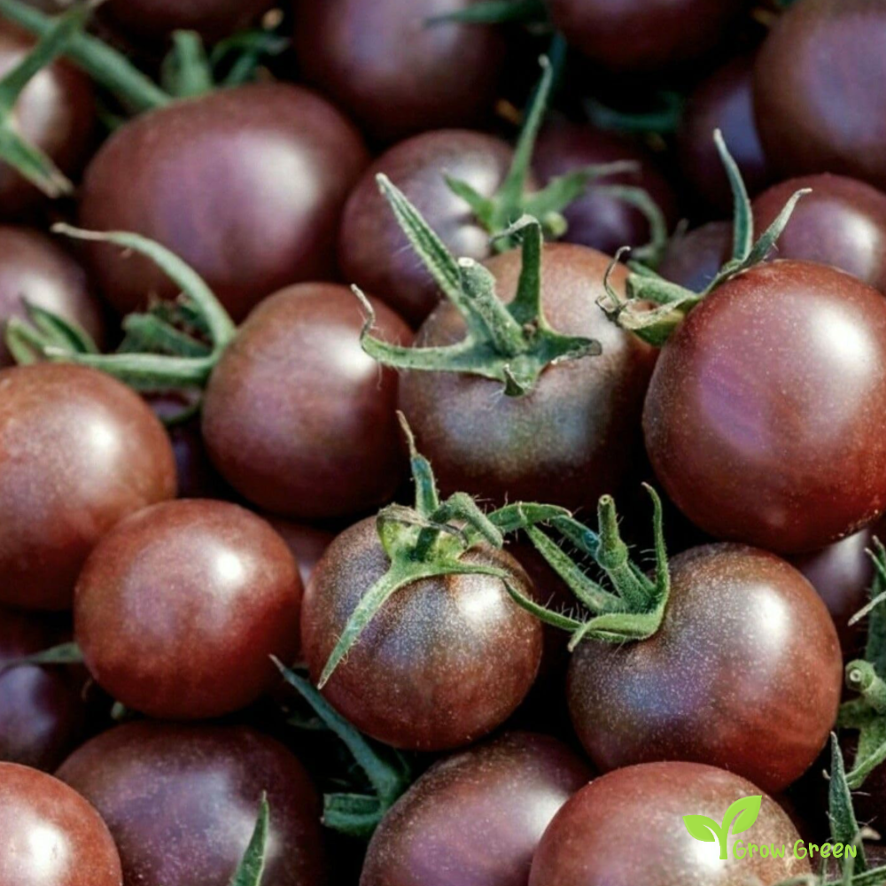 10 seeds Black Tomato - SOLANUM LYCOPERSICUM + 5 seeds of Sunflower