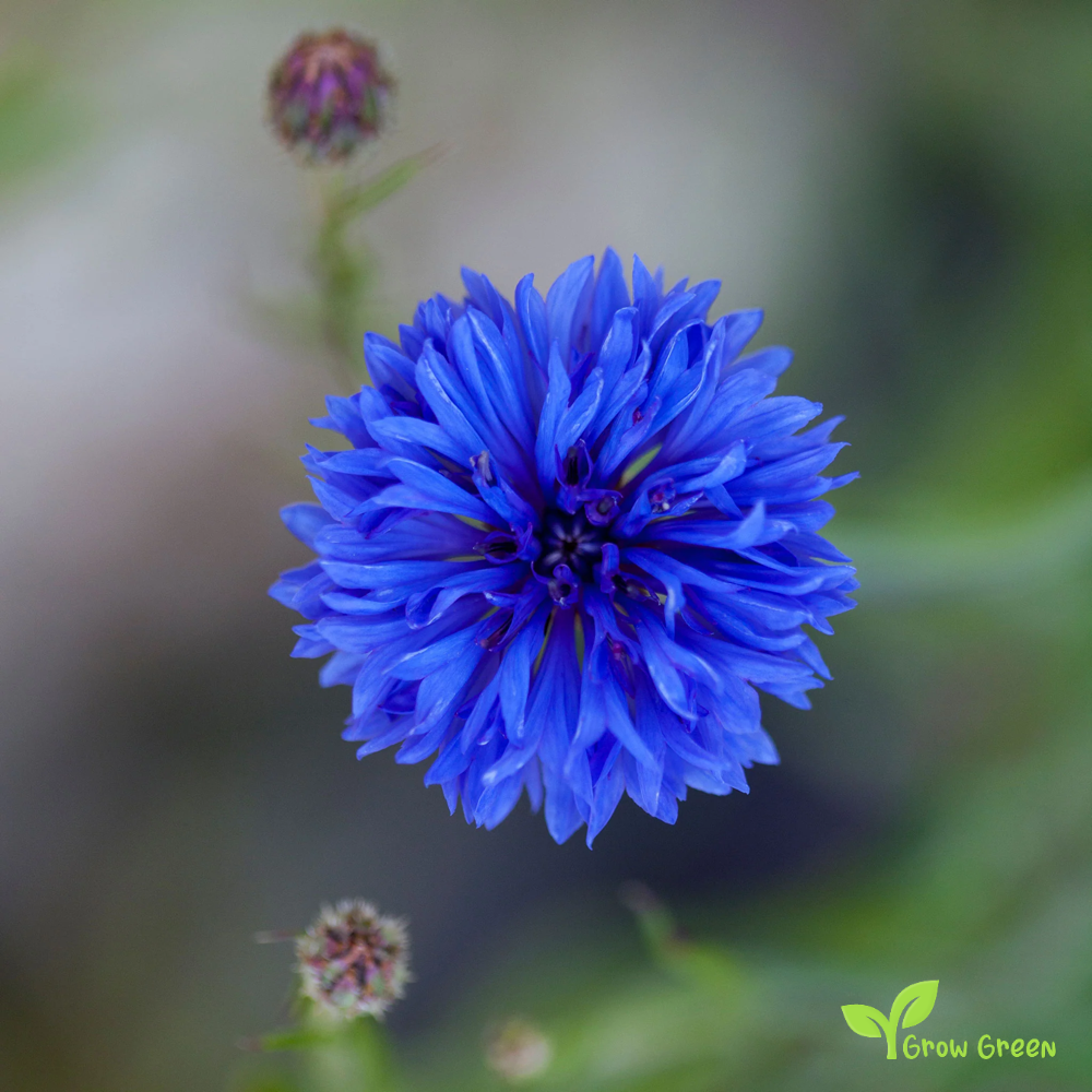 40 seeds Blue Cornflower - CENTAUREA CYANUS - Bachelor's Button + 5s. Sunflower