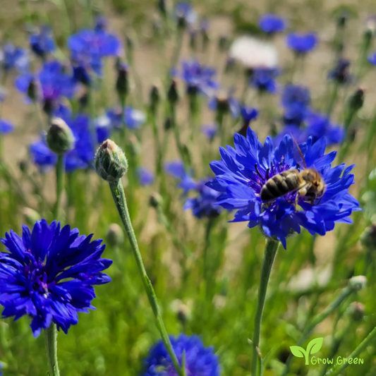 40 seeds Blue Cornflower - CENTAUREA CYANUS - Bachelor's Button + 5s. Sunflower