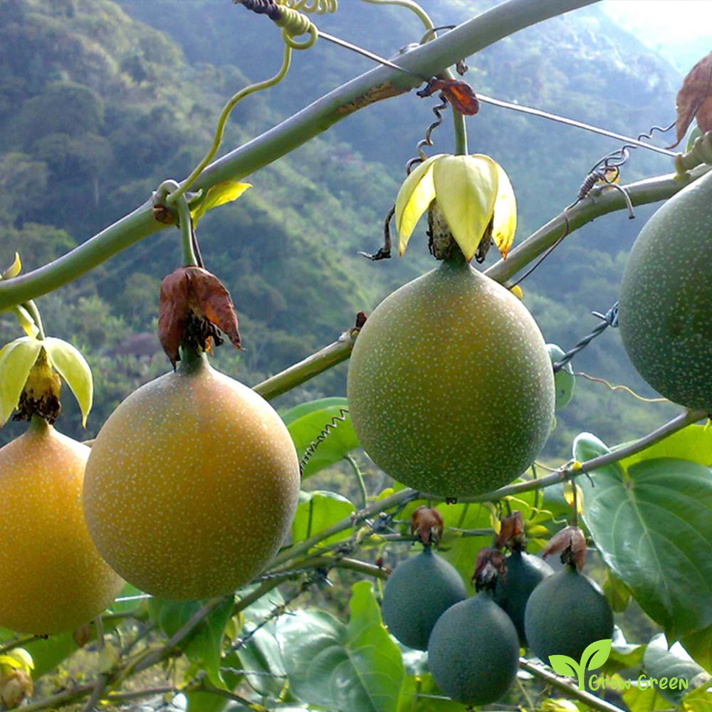 20 seeds Granadilla - PASSIFLORA LIGULARIS - Passion Fruit + 5 seeds Sunflower