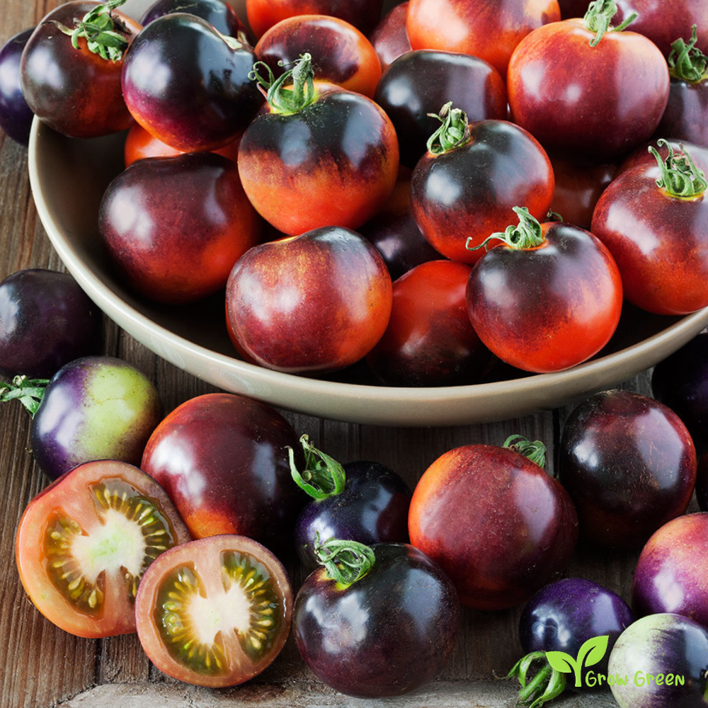 10 seeds Indigo Rose Tomato - SOLANUM LYCOPERSICUM + 5 seeds of Sunflower