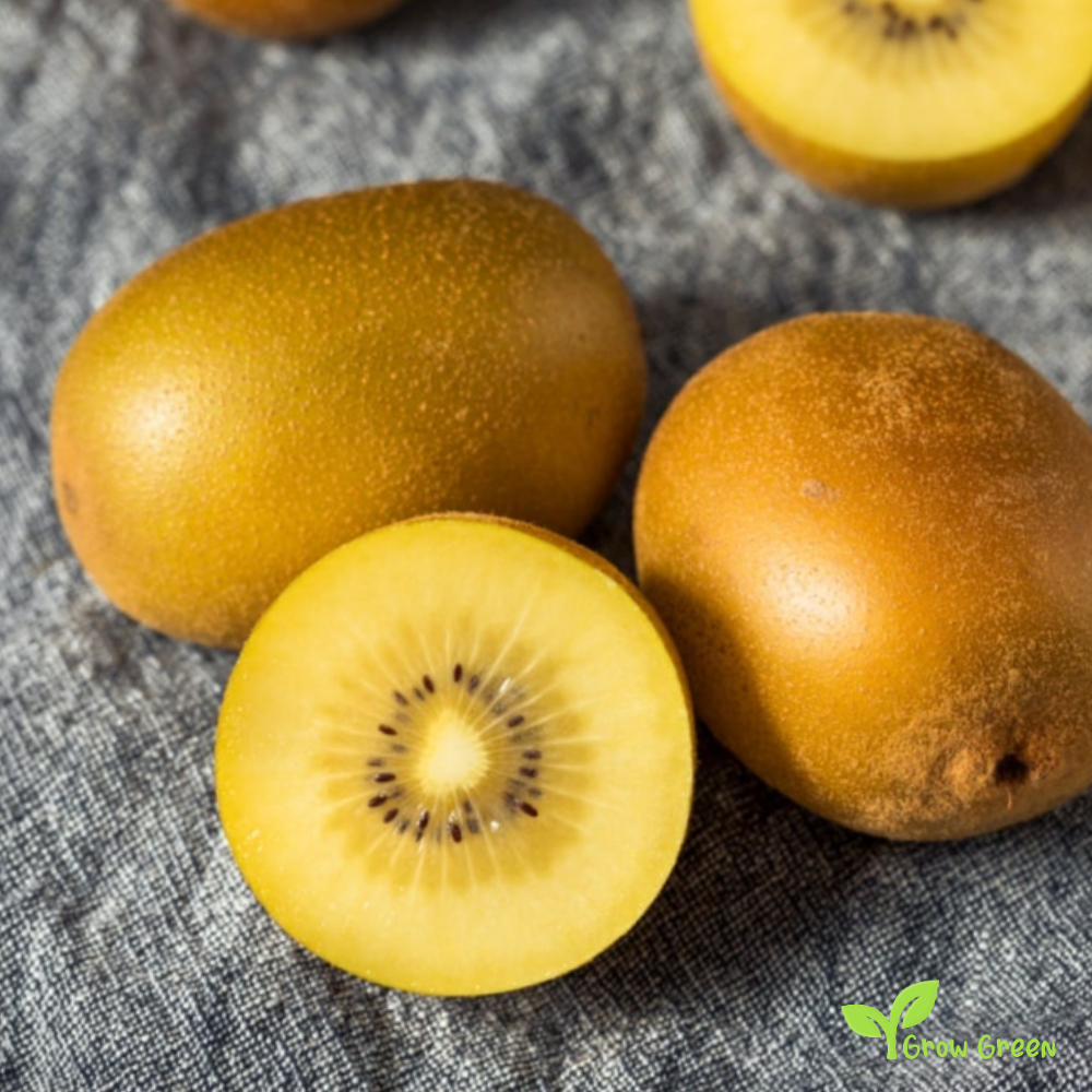 20 seeds Kiwi Golden Fruit ACTINIDIA CHINENSIS DELICIOSA + 5 seeds of Sunflower