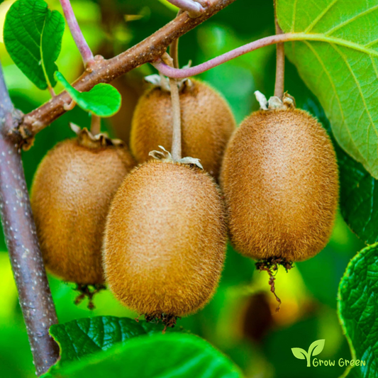 20 seeds Kiwi Green Fruit ACTINIDIA CHINENSIS DELICIOSA + 5 seeds of Sunflower
