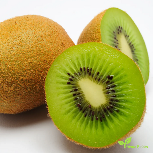 20 seeds Kiwi Green Fruit ACTINIDIA CHINENSIS DELICIOSA + 5 seeds of Sunflower