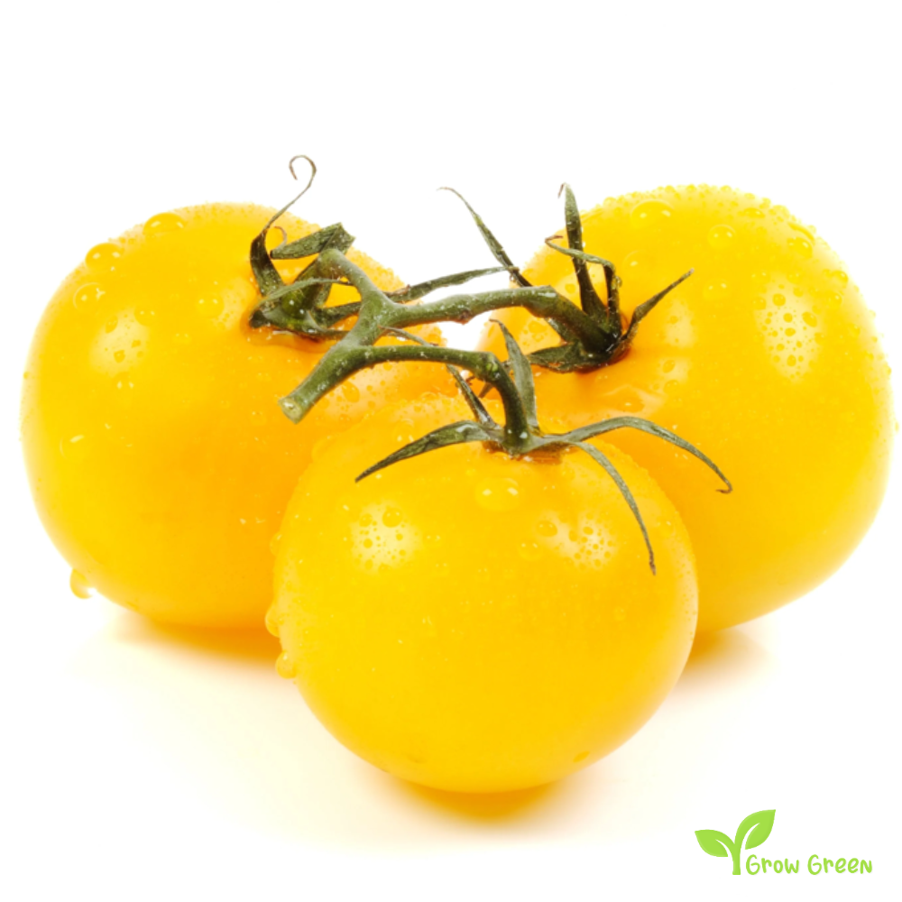 10 seeds Lemon Boy Tomato - SOLANUM LYCOPERSICUM + 5 seeds of Sunflower